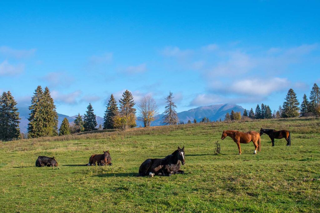 Ustajnenie koní pod Tatrami