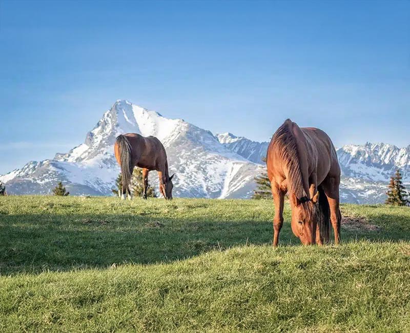 ustajnenie koni pod tatrami